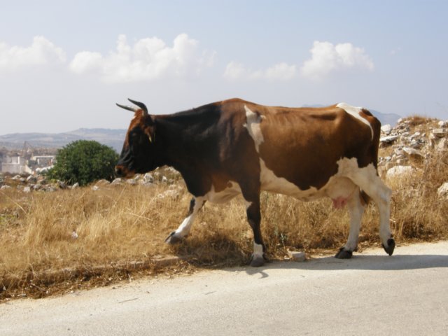 siciliaaug2009103.jpg