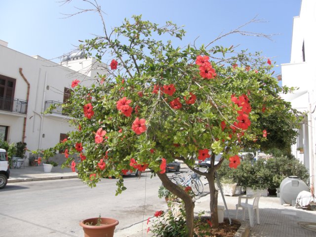 siciliaaug2009113.jpg