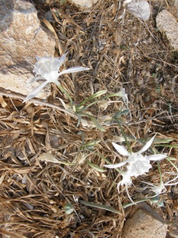 siciliaaug2009116.jpg
