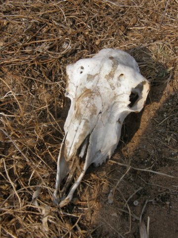 siciliaaug2009117.jpg