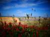 sicilia2013119_small.jpg