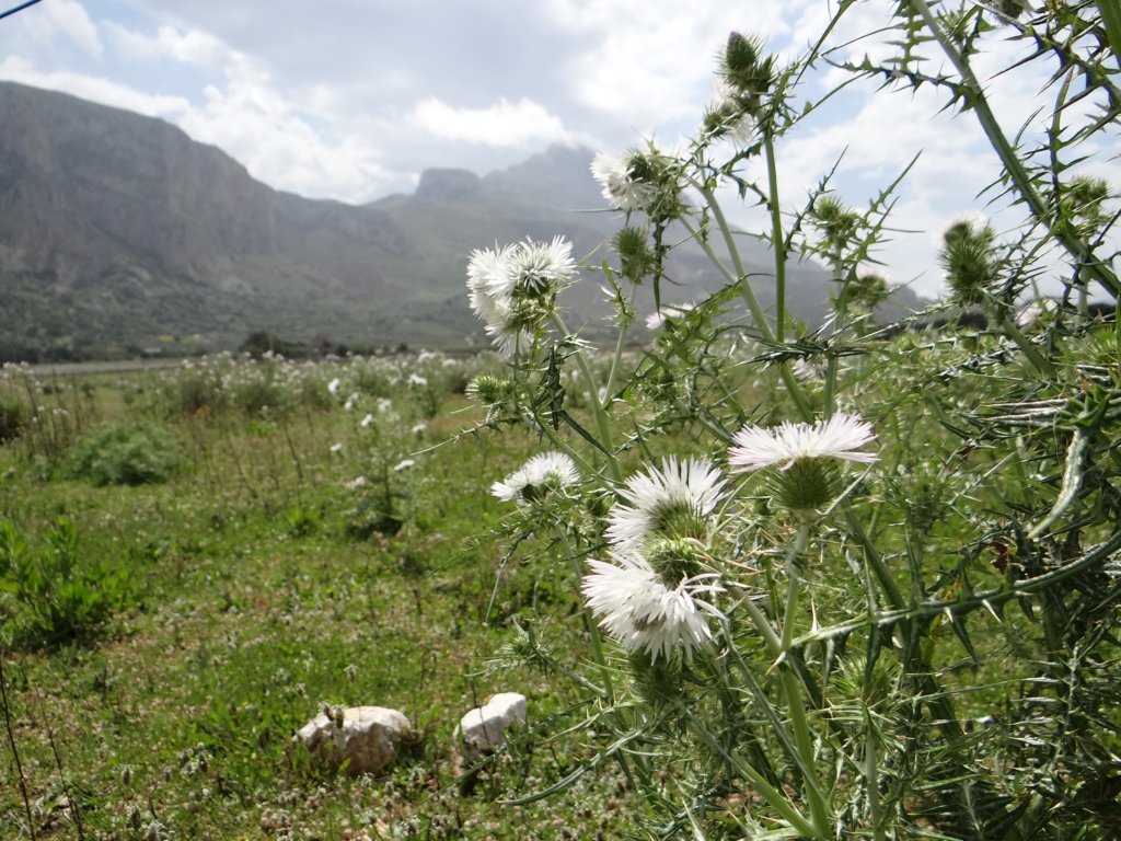 sicilia20133.jpg