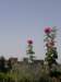 photo11_small.jpg