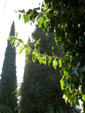 spainportugal2008255.jpg