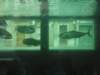 spainportugal2008136_small.jpg
