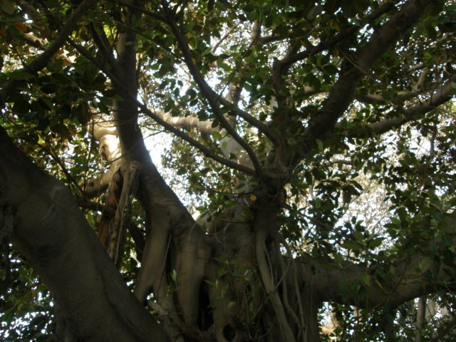 spainportugal2008157.jpg
