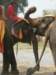 thailand20091056_small.jpg