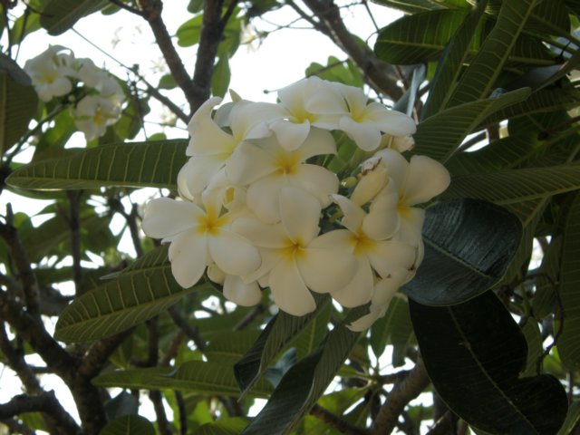 thailand20091075.jpg