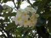 thailand20091075_small.jpg