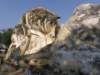 thailand20091086_small.jpg