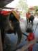 thailand20091088_small.jpg