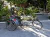 thailand20091054_small.jpg