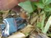 thailand200910123_small.jpg