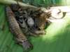 thailand200910129_small.jpg