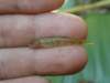 thailand200910130_small.jpg