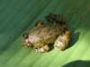 thailand200910131_small.jpg