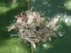 thailand200910132_small.jpg