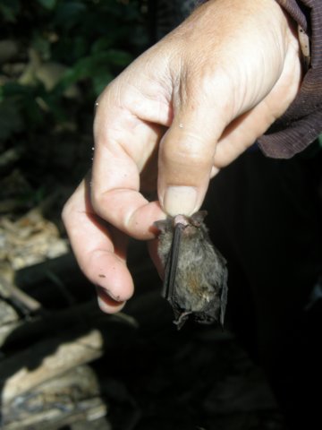 thailand200910134.jpg
