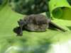 thailand200910135_small.jpg