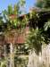 thailand200910136_small.jpg