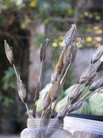 thailand200910141.jpg