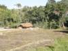 thailand200910144_small.jpg