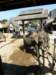 thailand200910162_small.jpg