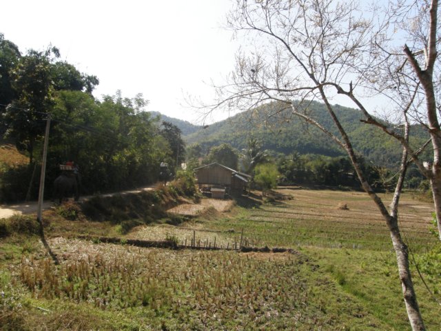 thailand200910165.jpg