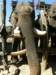 thailand200910176_small.jpg