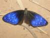 thailand200910186_small.jpg