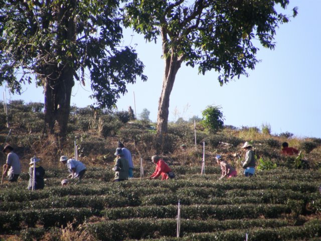 thailand200910190.jpg
