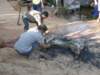 thailand200910193_small.jpg