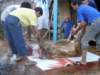 thailand200910195_small.jpg