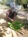 thailand20091043_small.jpg
