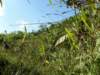 thailand20091050_small.jpg