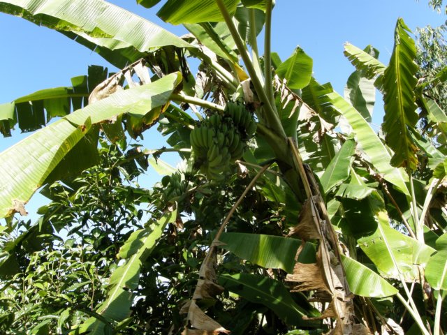thailand20091052.jpg