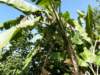 thailand20091052_small.jpg
