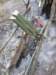 thailand20091066_small.jpg