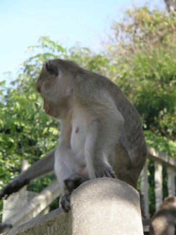 thailand20091052.jpg