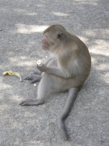 thailand20091053.jpg