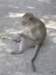 thailand20091053_small.jpg