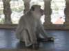 thailand20091055_small.jpg