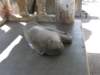 thailand20091056_small.jpg