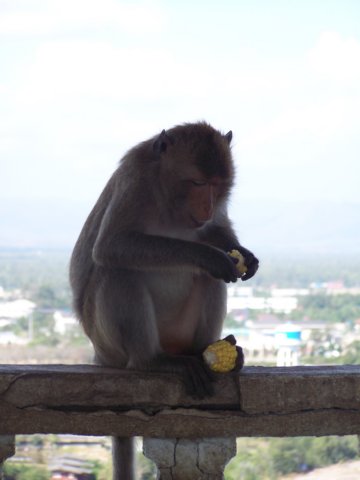thailand20091058.jpg