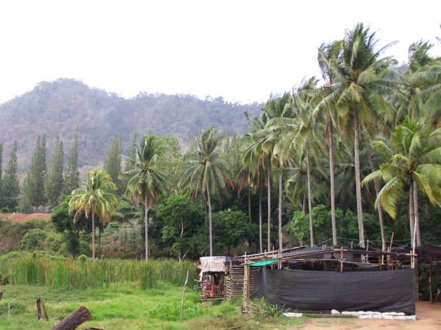 thailand20091072.jpg