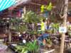 thailand20091074_small.jpg