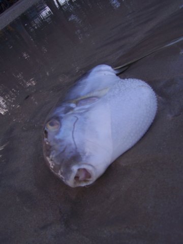 thailand20091087.jpg