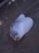 thailand20091087_small.jpg