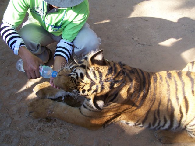 thailand200910107.jpg
