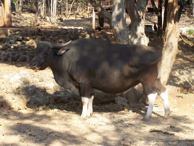 thailand200910109.jpg